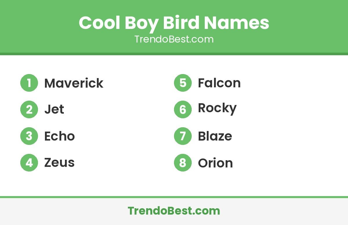 Cool boy bird names list: Maverick, Jet, Echo, Zeus, Falcon, Rocky, Blaze, Orion