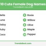 Graphic listing 10 cute female dog names including Bella, Luna and Daisy