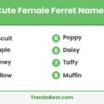 Cute female ferret names list card with TrendoBest branding