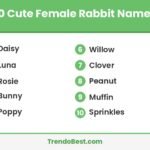 10 cute female rabbit names list graphic by TrendoBest: Daisy, Luna, Rosie and more